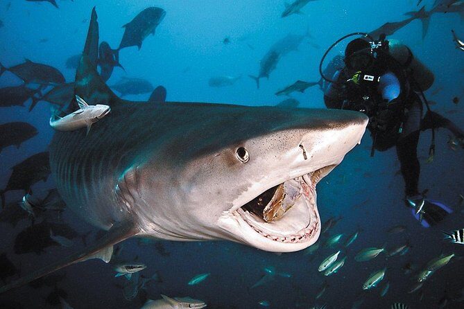Ultimate Shark Encounter Two Tank Dive at The World Famous Beqa Lagoon - The Itinerary in Detail
