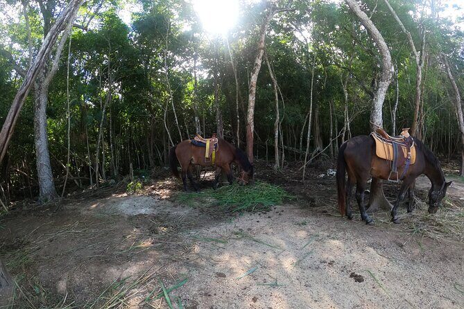 Ultimate Tulum Adventure: ATVs, Horses, Ziplines & Cenotes - What the Reviews Say