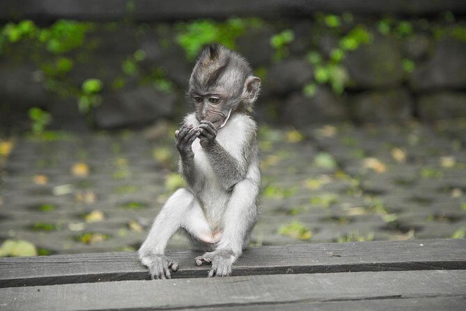 Ultimate Ubud - Authenticity and Guide Quality