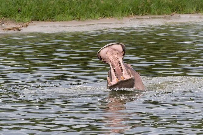 Ultimate Uganda Luxury Safari - 14 Days - Exploring Uganda’s Natural Wonders