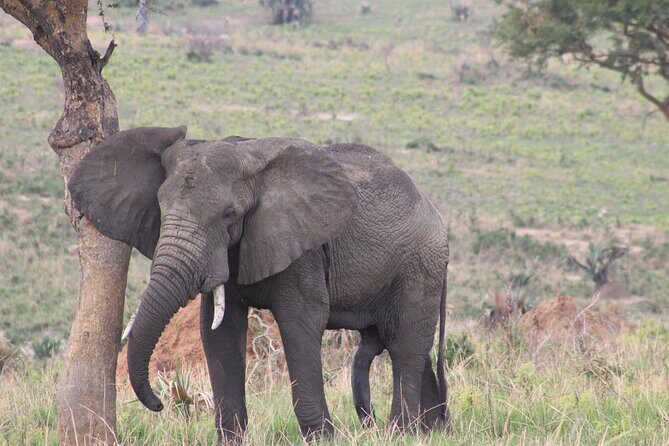 Ultimate Uganda Luxury Safari - 14 Days - Authentic Encounters and Practical Details