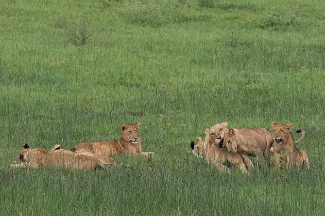 Ultimate Uganda Luxury Safari - 14 Days - Who Is This Tour Best For?