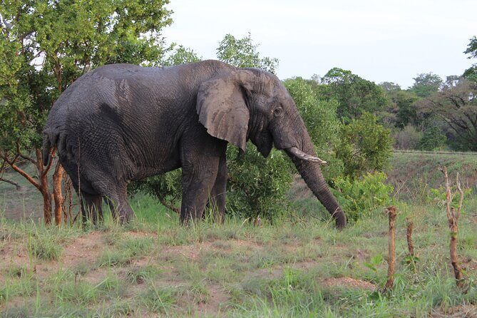 Ultimate Uganda Luxury Safari - 14 Days - Final Thoughts