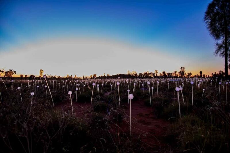 Uluru: Field of Light Sunrise Tour with Hot Drinks - Practical Details and Tips