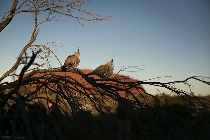Uluru Overnight Escape from Alice Springs - A Closer Look at the Tour Experience
