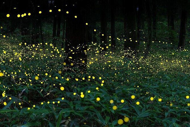 Unbelievable Firefly Kuala Selangor Day Tour - FAQ