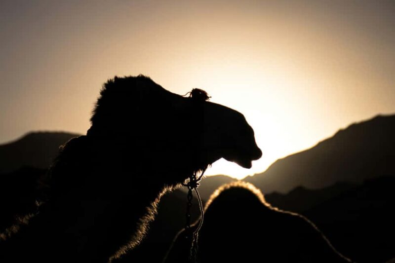 Under the Arabian Stars: Doha Night Desert Safari Adventure - Easy Access & Transportation