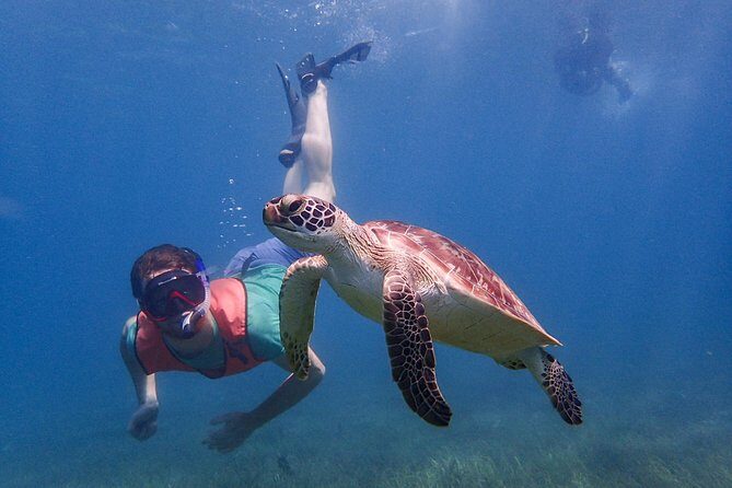 Under the Sea snorkeling(Stingray/Kayak/ Power Snorkel available) - An In-Depth Look at the Tour Experience