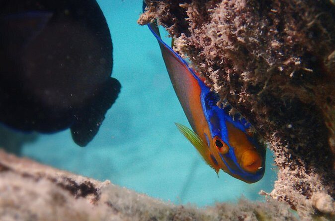 Under the Sea snorkeling(Stingray/Kayak/ Power Snorkel available) - FAQ