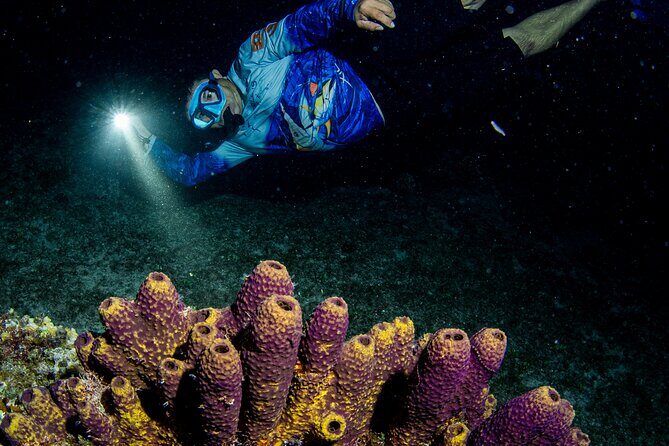 Under the Stars Twilight Snorkel and Seaside Dinner at Money Bar - Final Thoughts: Who Will Love This Experience?
