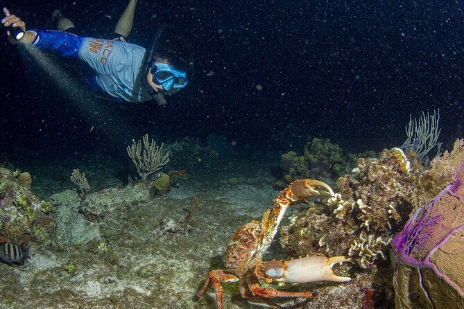 Under the Stars Twilight Snorkel and Seaside Dinner at Money Bar - Frequently Asked Questions