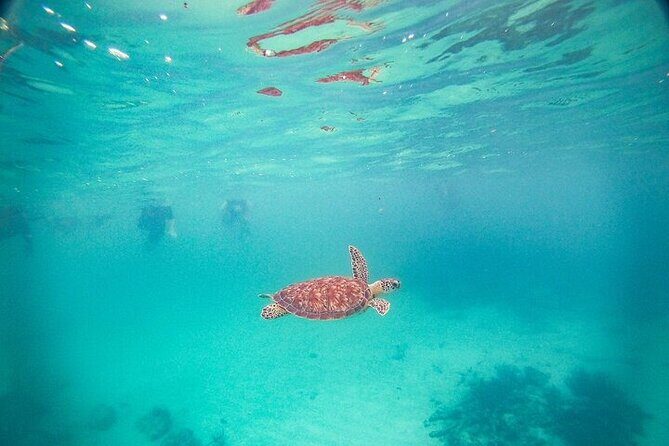 Underground Cenote River and Akumal Turtle Search - FAQ