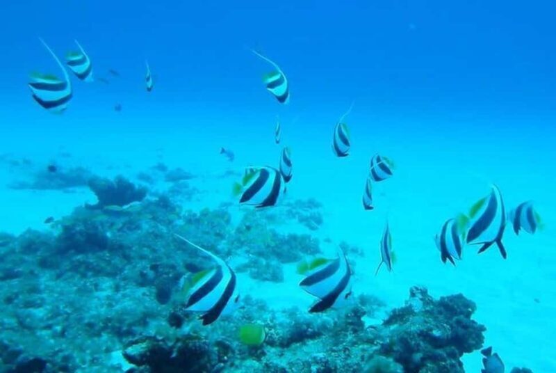 Undersea Walk & Beaches in The North With Transportation - Discover the Undersea Walk & Beaches in Mauritius: An Honest Review