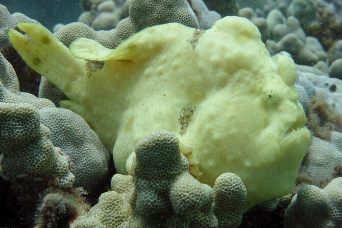 Underwater Scooter Dive (Certified Divers Only) Makena Wailea - Cost and Value Analysis