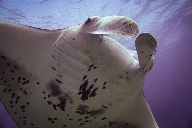 Underwater Scooter Dive (Certified Divers Only) Makena Wailea - Who Would Love This Tour?