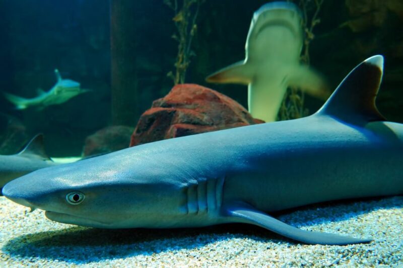Underwater World Langkawi Admission Ticket - Key Points