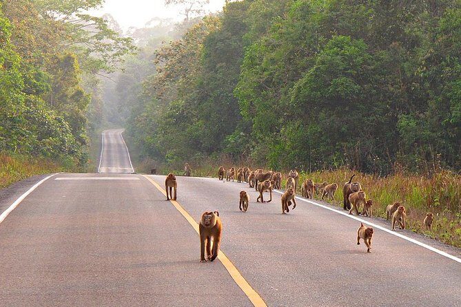 UNESCO World Heritage Site : Khao Yai National Park Tour - Final Thoughts