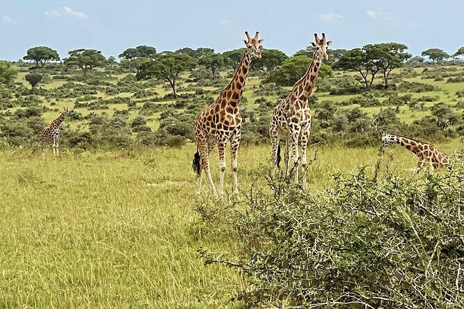 Unforgettable 3 days Murchison falls. - Key Points