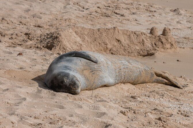 Unforgettable Day on Oahu | Small Group Circle Island Tour - FAQ