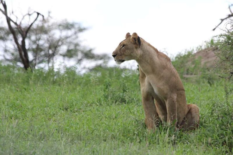 Unforgettable day trip from Zanzibar to Nyerere NP by flight - Experience Overview: What to Expect
