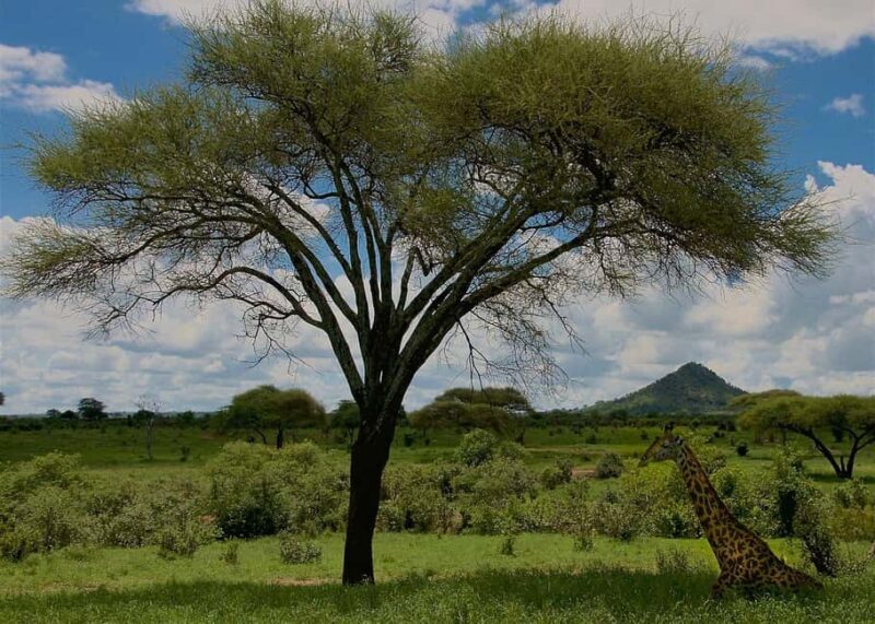Unforgettable day trip from Zanzibar to Nyerere NP by flight - Detailed Breakdown of the Itinerary