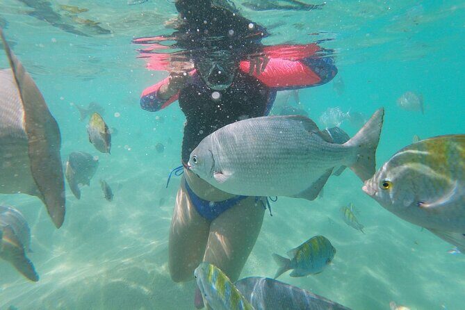 unforgettable snorkeling activity in The Sea of Cortes - What Travelers Say