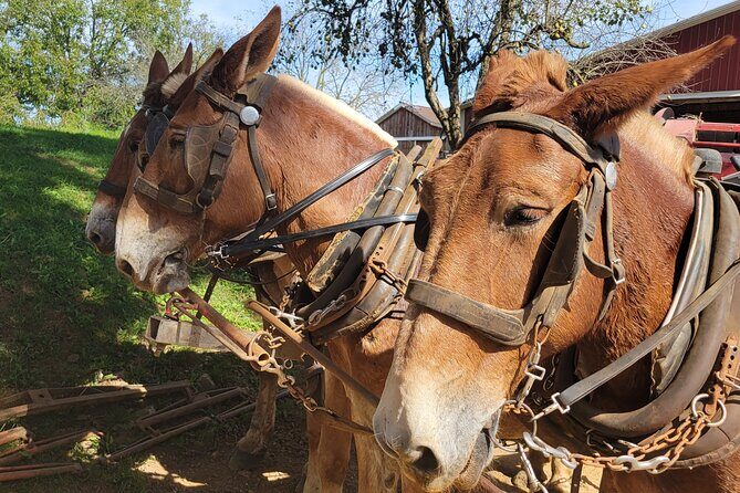 Unique Amish Immersion in Lancaster - Key Points