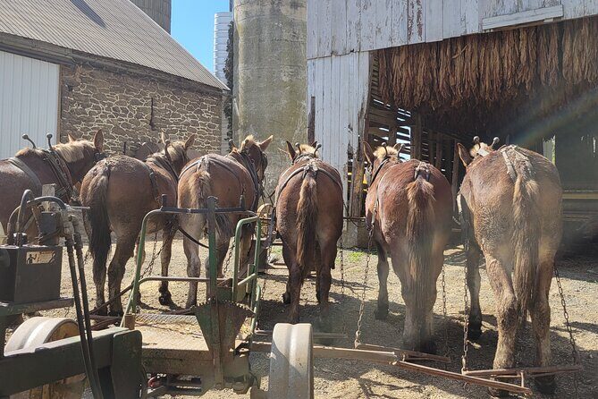 Unique Amish Immersion in Lancaster - An Introduction to the Tour