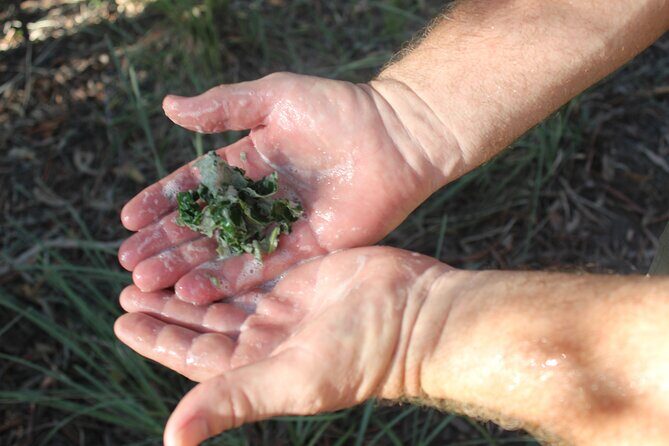 Unique and Personal BushTracks Eco Tour in Agnes Water 1770 - What Guests Say: Authentic Praise