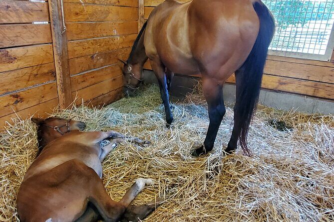 Unique Horse Farm Tours with Insider Access to Private Farms - What Makes This Tour Stand Out?
