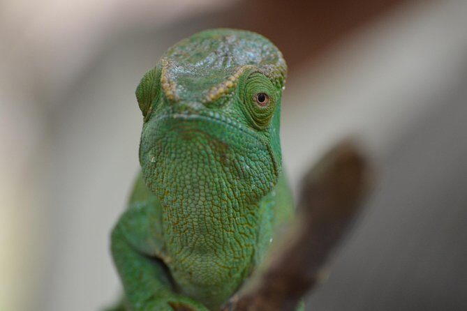 Unique Madagascar - Key Points