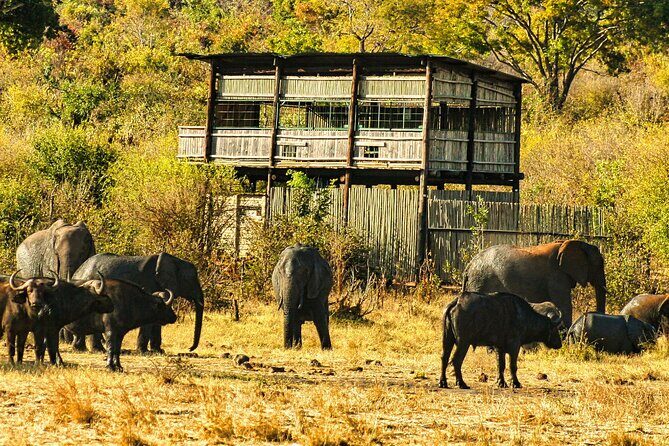 Unique Safari Game Drives in Zambezi National Park, 4 Options - An In-depth Look at the Safari Experience