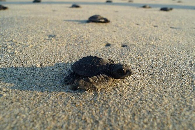 Unique Turtle Sanctuary & Sunset Experience - Introduction: A Unique Turtle Sanctuary & Sunset Experience