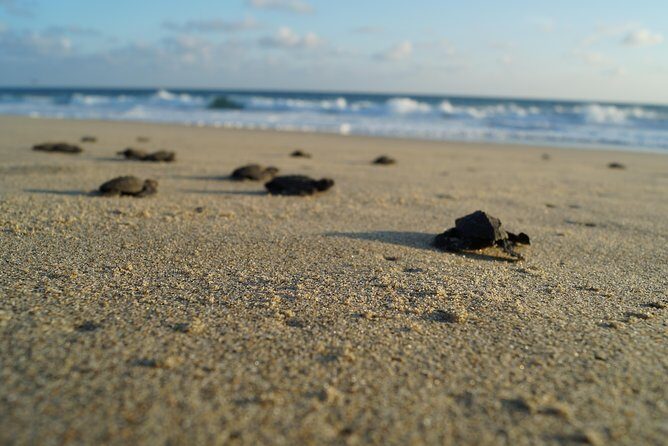 Unique Turtle Sanctuary & Sunset Experience - An In-Depth Look at the Tour Experience
