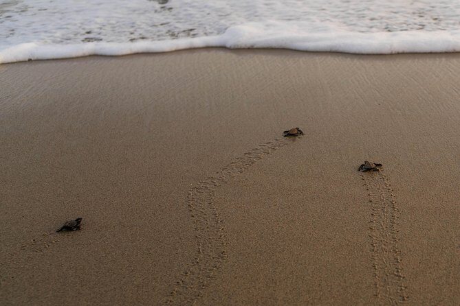 Unique Turtle Sanctuary & Sunset Experience - The Sum Up: The Value and Who It’s Best For
