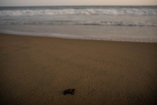 Unique Turtle Sanctuary & Sunset Experience - FAQs