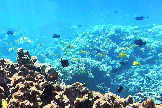 Unlimited Guided Snorkeling Tour for Beginners Plus - The Tour Experience in Detail