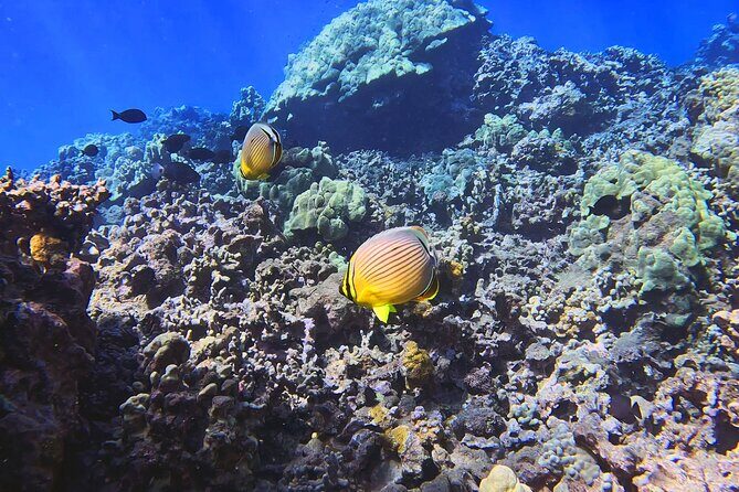 Unlimited Guided Snorkeling Tour for Beginners Plus - Who Should Book This Tour?