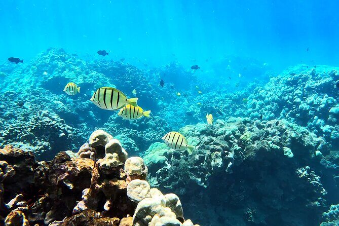 Unlimited Guided Snorkeling Tour for Beginners Plus - FAQ