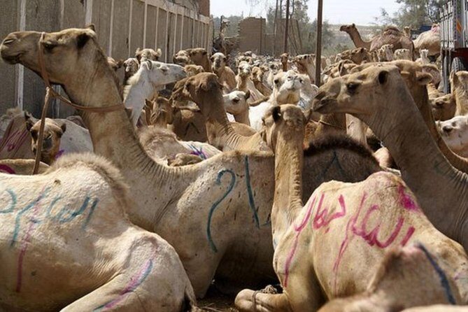 Unusual Tour To The Camel Market Of Birqash - Key Points