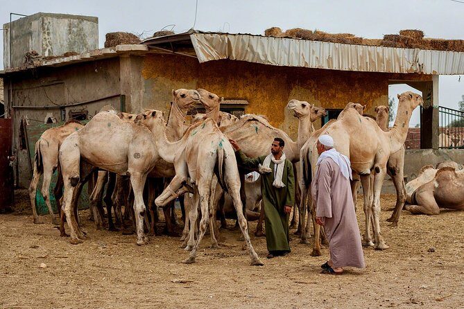 Unusual Tour To The Camel Market Of Birqash - An In-Depth Look at the Birqash Camel Market Tour