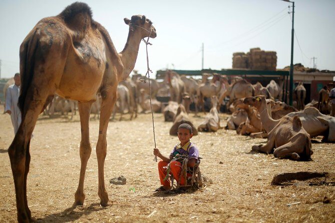 Unusual Tour To The Camel Market Of Birqash - The Sum Up: Is the Birqash Camel Market Tour Worth It?