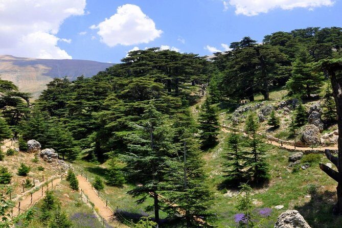 Unveiling the Charms of Chouf Cedars, Baalbek Temples & Ksara - Practicalities and Value