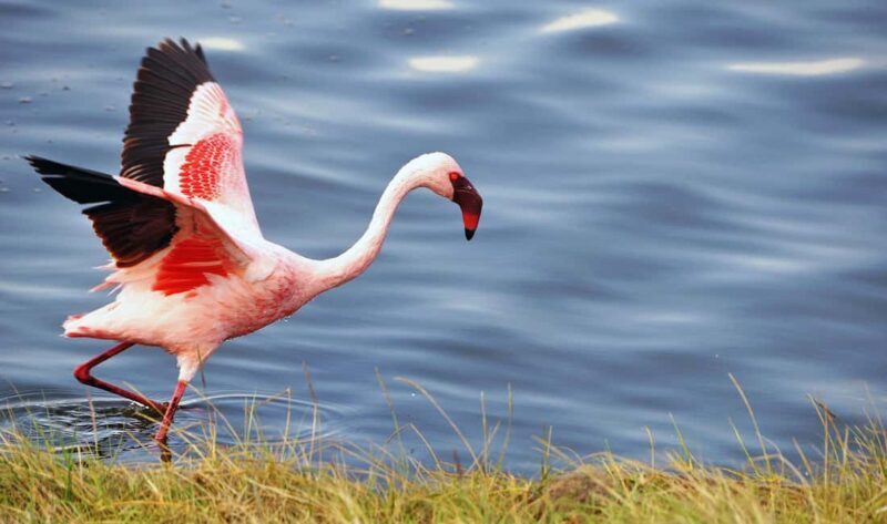 Up Close with Nature: Arusha Walking Safari + Game Drive - Key Points