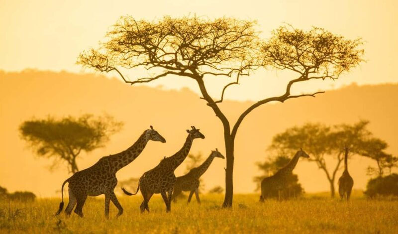 Up Close with Nature: Arusha Walking Safari + Game Drive - The Reality: Authenticity and Authentic Concerns