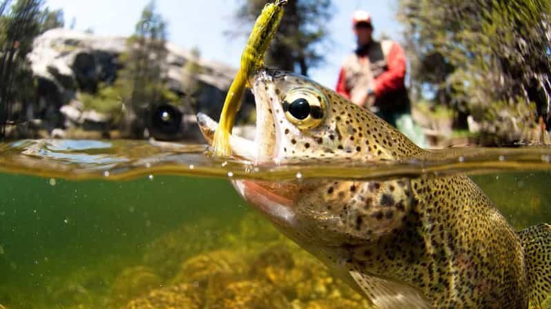 Upper Colorado River Guided Fly Fishing Trip - An In-Depth Look at the Colorado River Fly Fishing Adventure