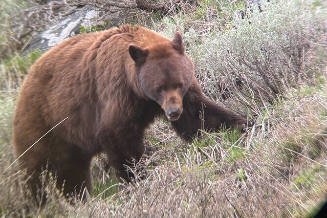 Upper Loop Lamar Wildlife Safari from Gardiner PRIVATE Lunch - Final Thoughts: Is It Worth It?