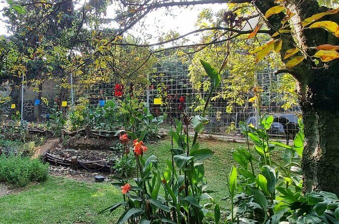 Urban Orchard in Desierto de los Leones in Mexico City - Practical Details and Value