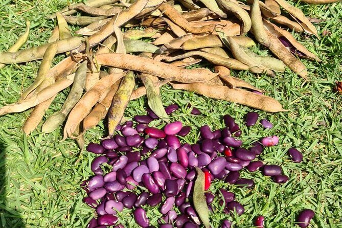 Urban Orchard in Desierto de los Leones in Mexico City - Who Will Love This Tour?