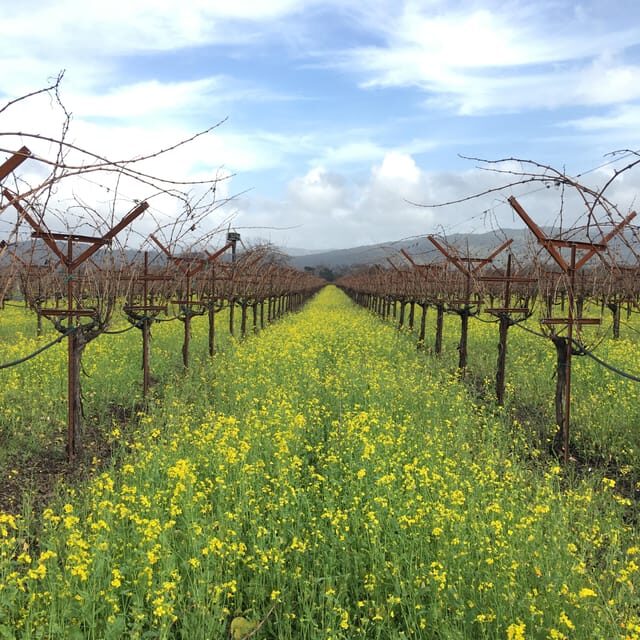 USA/California/Napa: Private Wine Tour for up to 6 guests - Exploring Napa and Sonoma: A Private Wine Tour for Up to 6 Guests